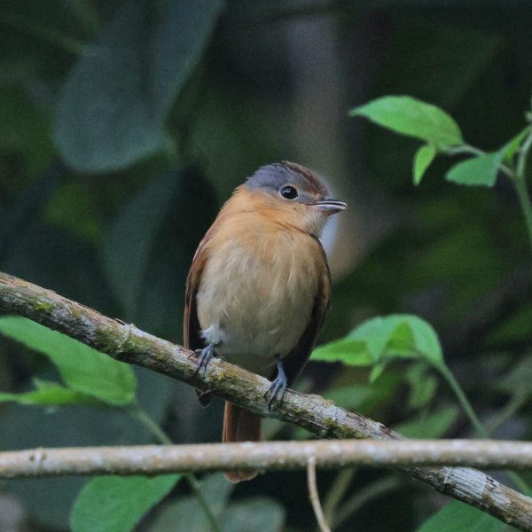 Equipo de avistadores en Campo Elias aporta más de 160 especies al&hellip;