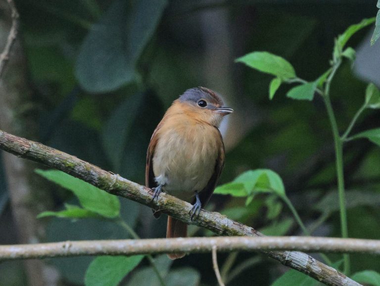 Equipo de avistadores en Campo Elias aporta más de 160 especies al October Big Day en Yaracuy