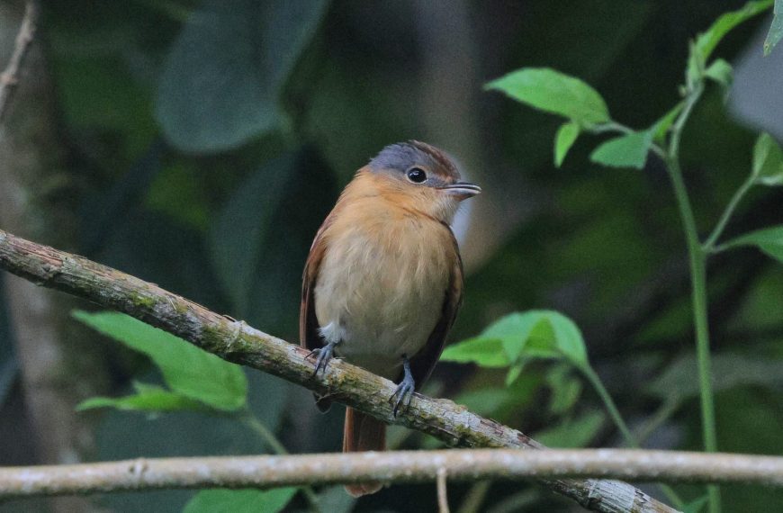 Equipo de avistadores en Campo Elias aporta más de 160 especies al&hellip;